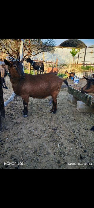 Ешкилер асыл тукымды