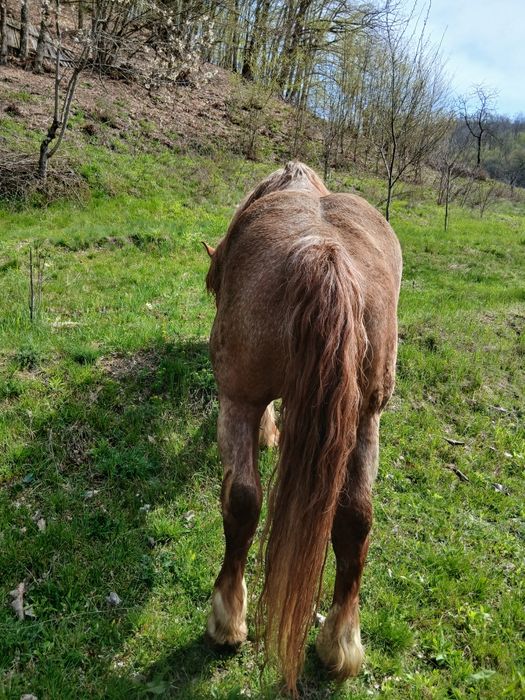 Vând harmăsar lucrat la pădure