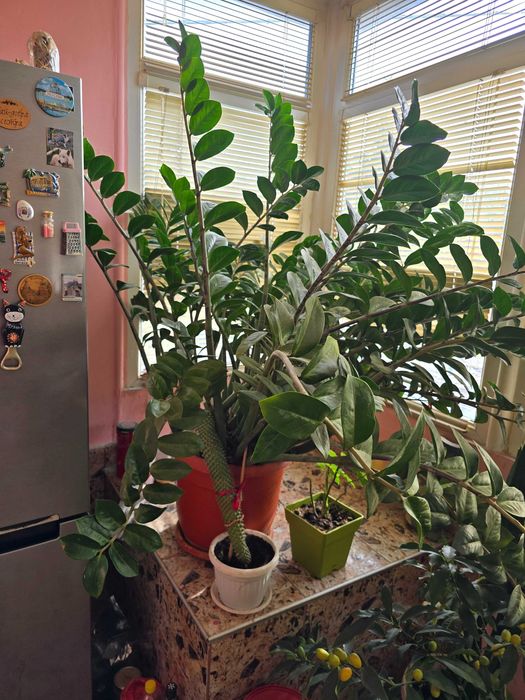 Замиокулкас в саксия