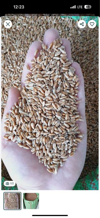 Сули / Suli Qozog’iston tozza 50kg qop vagondan