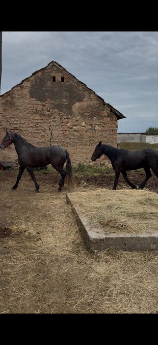 Vand sau schimb iapa sura si iapa neagra