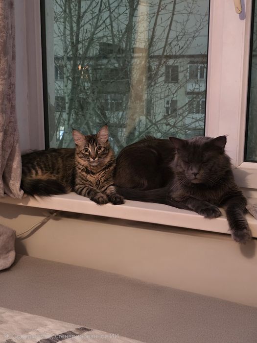 Котята Мейн кун.  Одна девочка