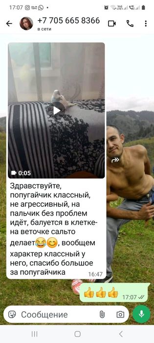 Птенцы валнистых папугайчиков