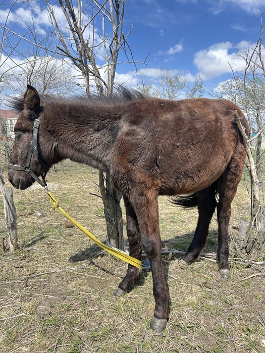 Сатамын- Жабағы!