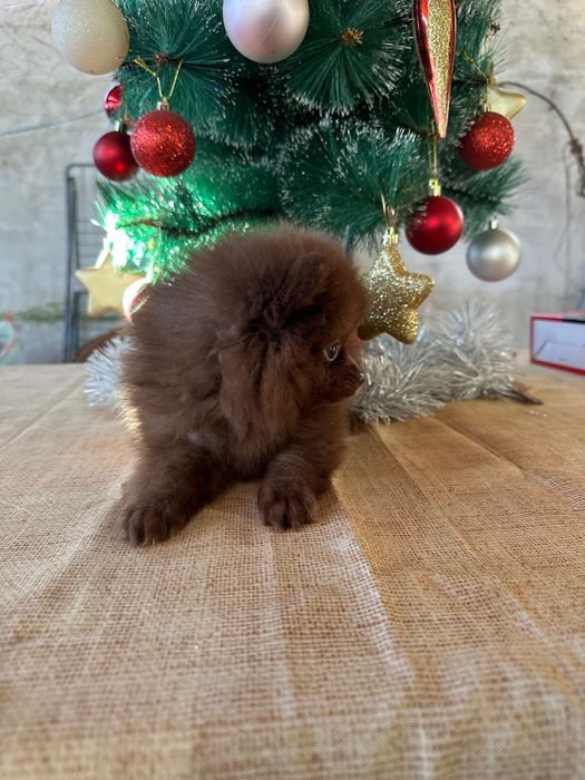 Померан мъжки шоколад