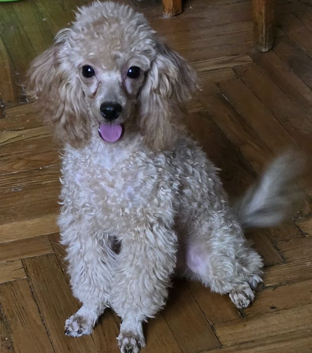 Той пудель мальчик