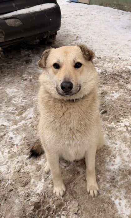 Щенки в добрые руки