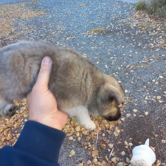 Срочно Срочно Срочно Щенки ищут дом