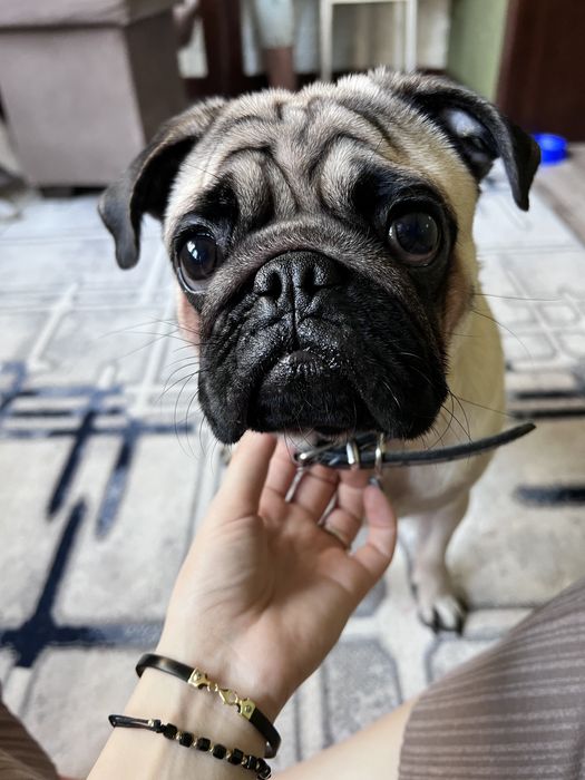 Мопс для вязки.