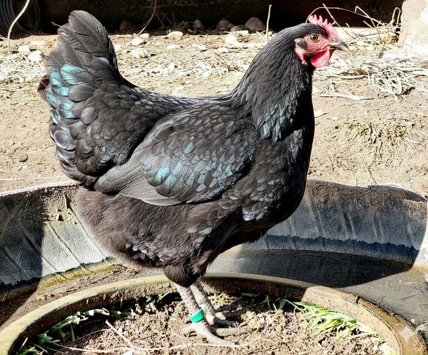 Jersey giant - familii