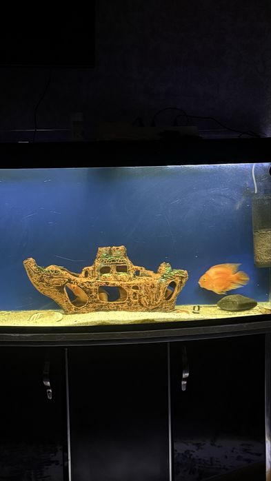 Akvarium sotiladi 250 l barcha aksesuarlari baliqlari bn