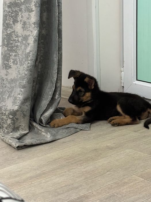 Продам щенка немецкой овчарки