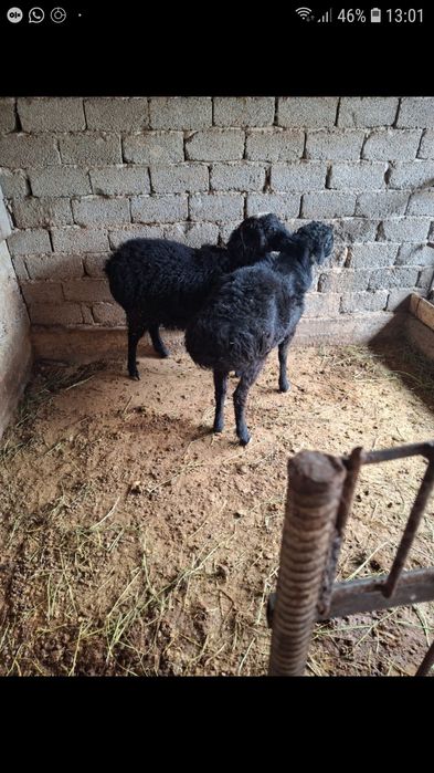 Қошқарлар сатылады .