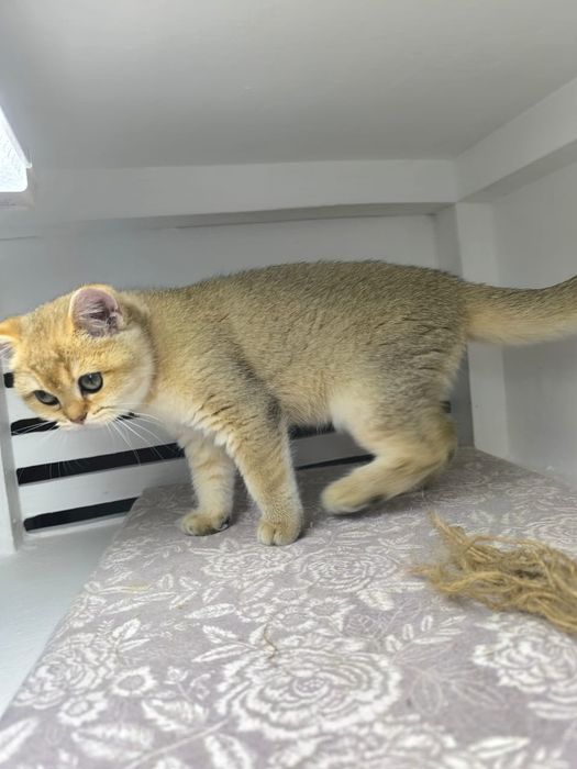 КоТик и кошЕчка  .ЗоЛоТо