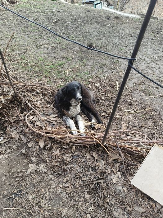 Отдам бесплатно в добрые руки