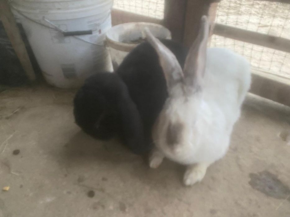 Vand pui de iepure metis urias de transilv. cu berbec german