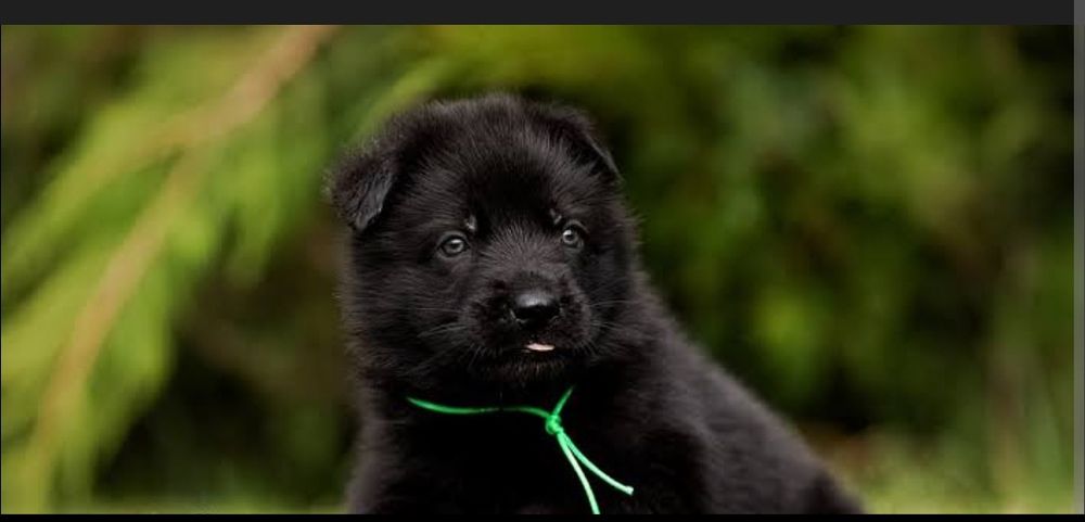 Маленькое чудо  черные уголечки