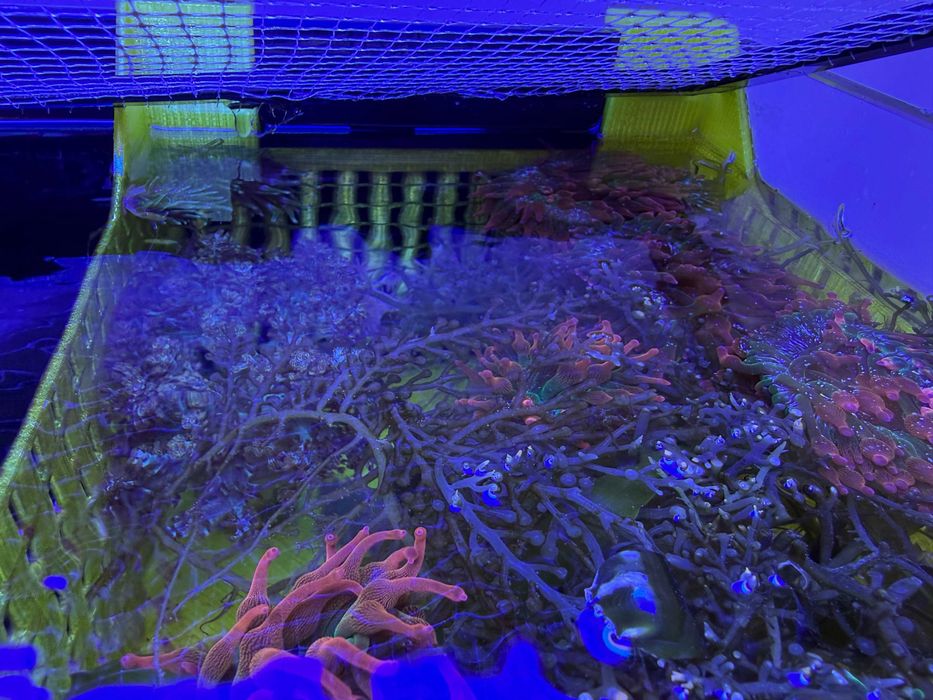 Accesorii acvariu marin