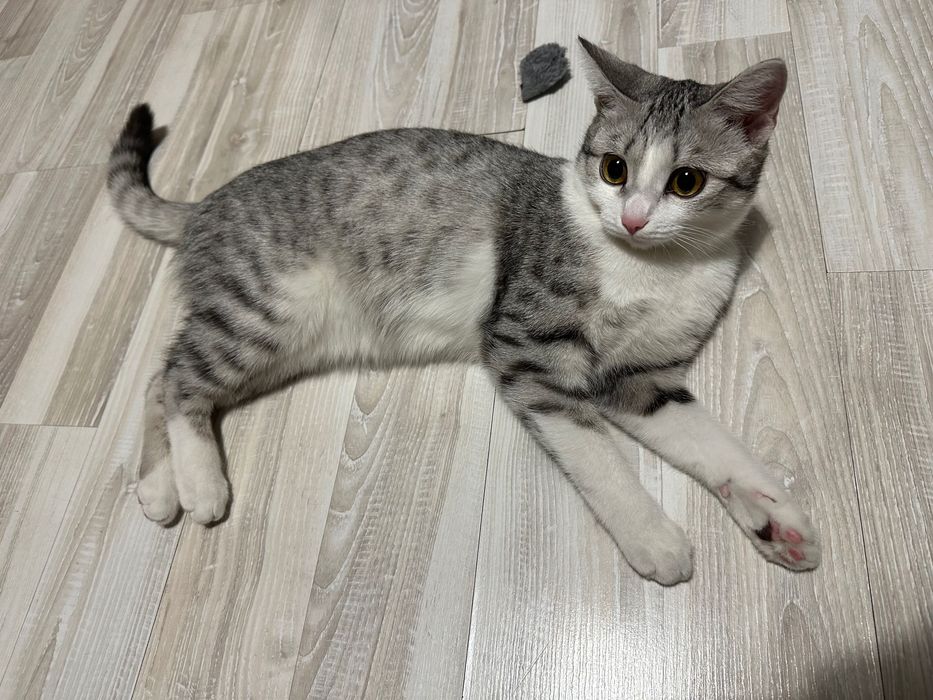 Кошечка домашняя.