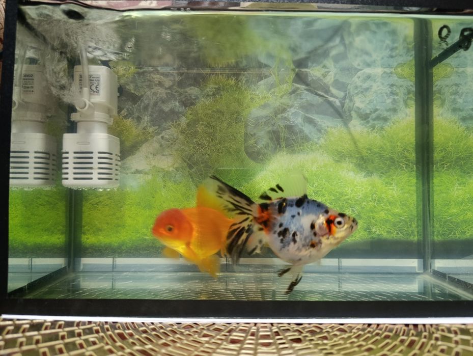 Aranda baligi soglom