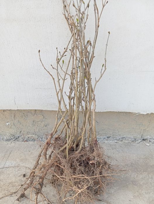 Nuc negru. Pom fructifer anul 3