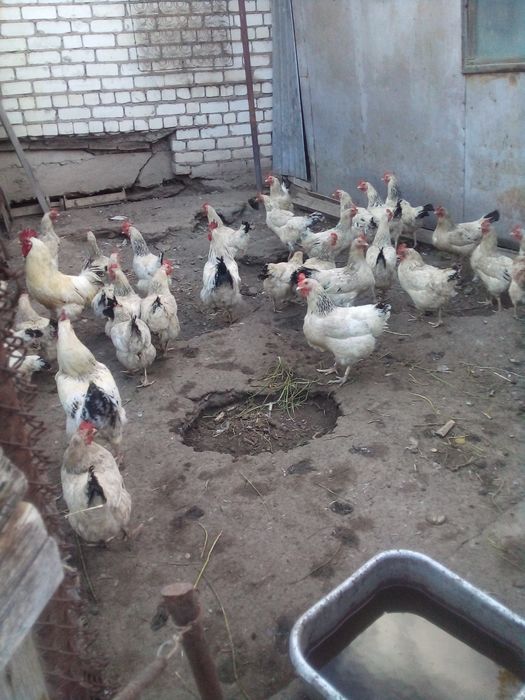 Продам кур адлер