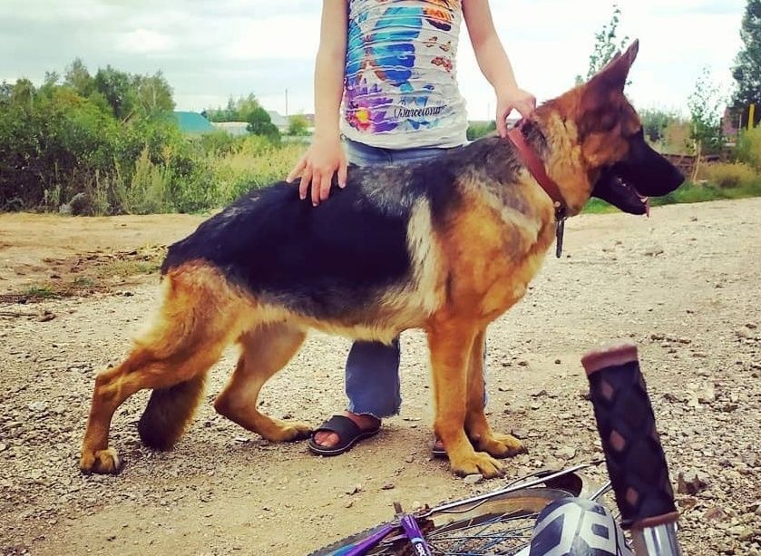 Продам щенков немецкой овчарки