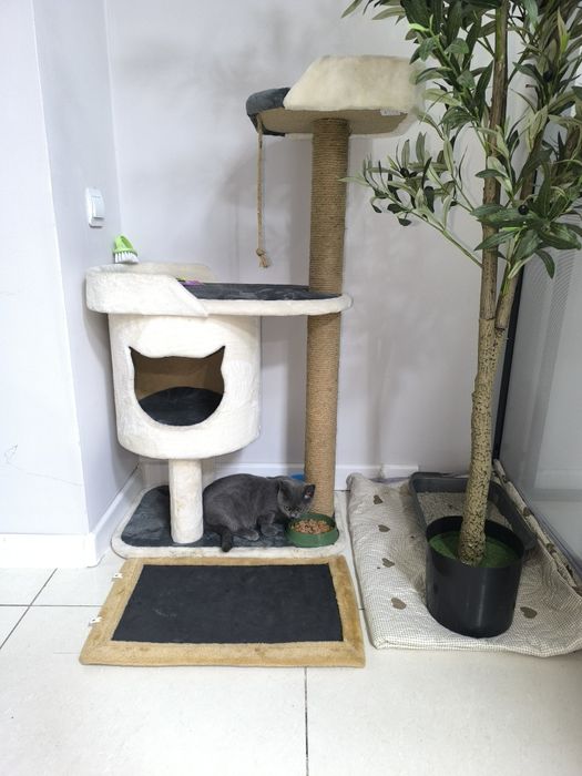 Британский кот отдам в добрые руки