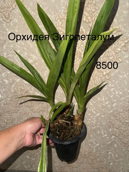 Орхидеи Зигопеталум,Дендробиум,Онцидиум