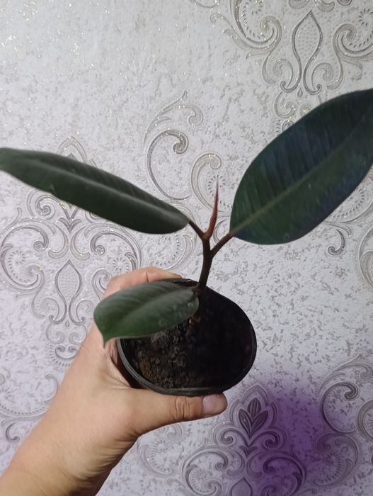 Продам фикус и Аглаонема