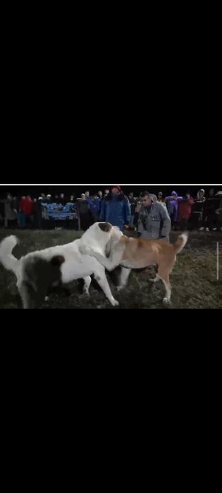 Таза қанды алабай күшіктері.