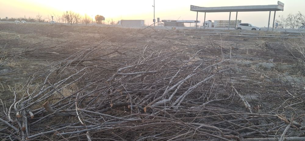 Daraxt o‘tin sotiladi,  kovlangan, kesilgan