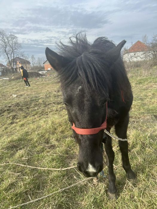 Manză Blanda de Vanzare !!!