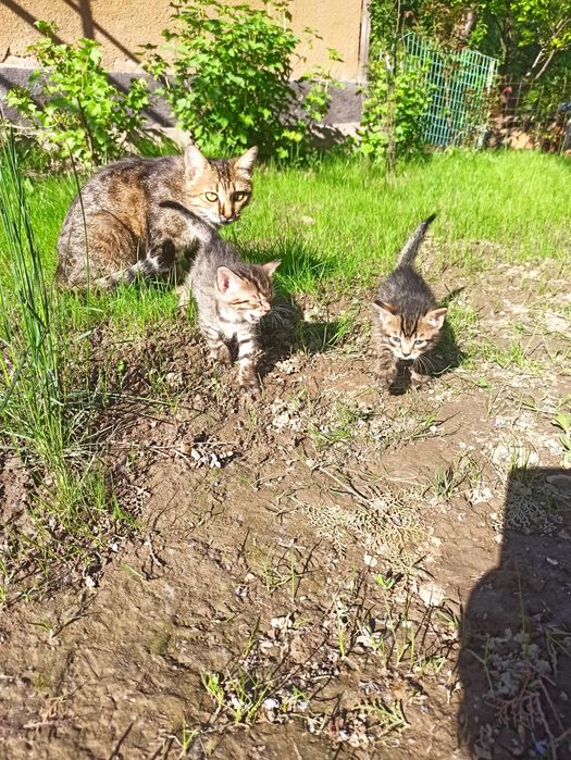 Отдам котят бесплатно