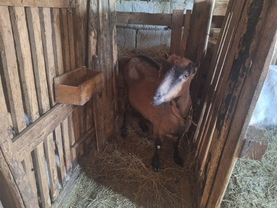 De vânzare 4 capre și 4 iezi