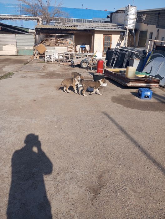 Продаются щенки Алабая.