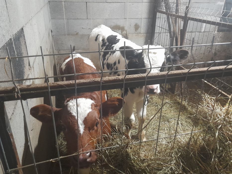 taurași de vânzare