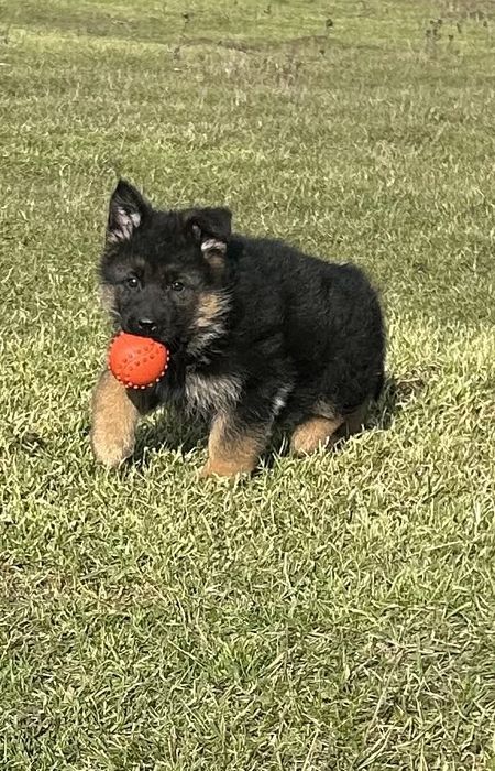 Кутрета “Немска Овчарка”