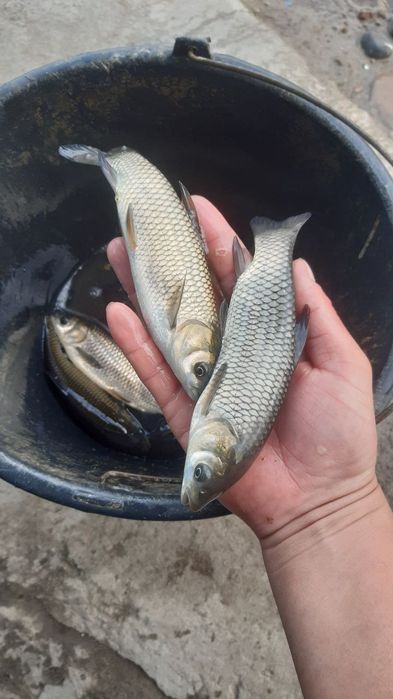 Amur Sigaletkalarimiz bor.