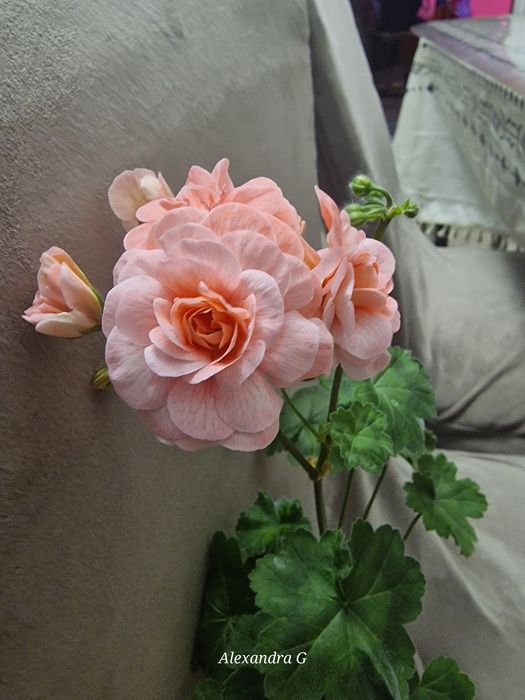 Пеларгония в г.Абай