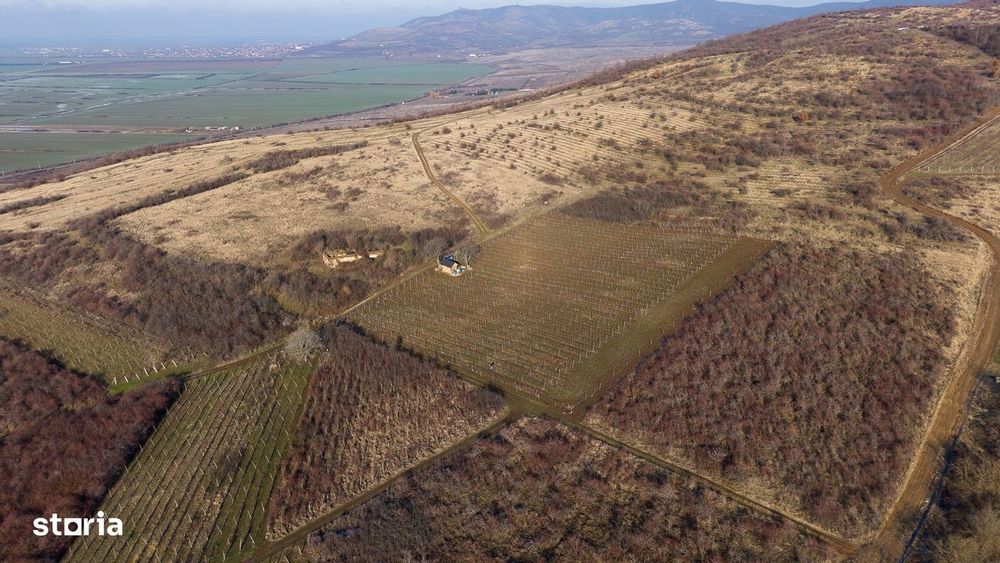 Vita-de-vie Premium  teren de 6800 mp în Covăsinț