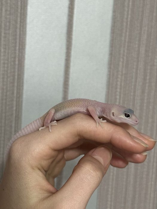 Малышь Эублефар