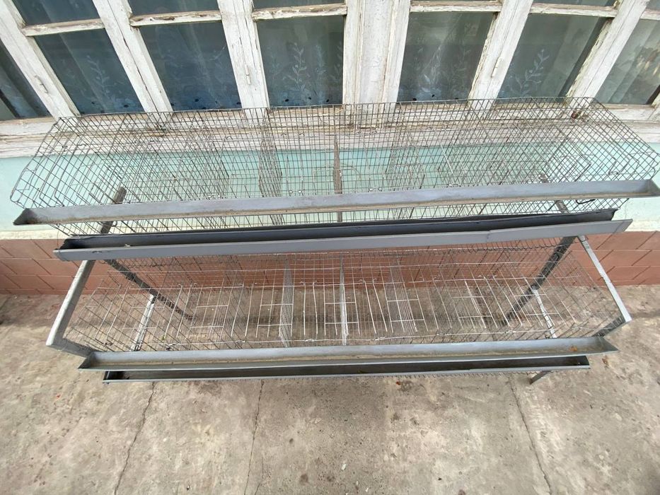 Tovuq kletka holati yangidek