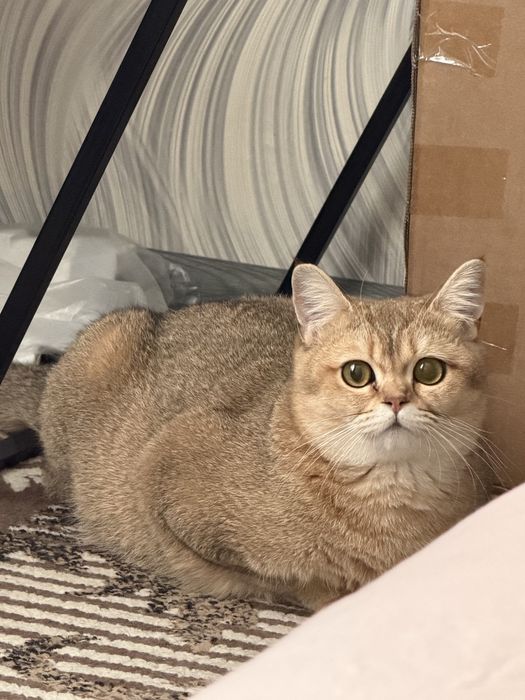 Британские котята