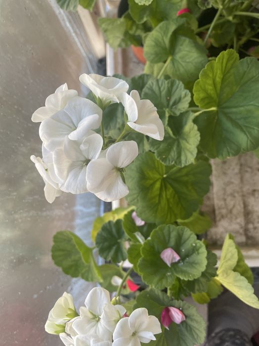 Герань - комнатное растение