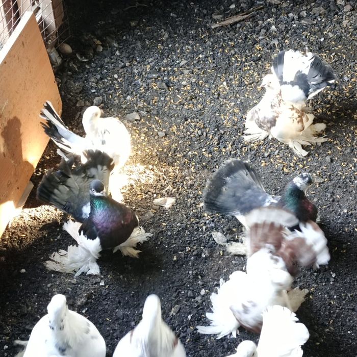 Продам голубей голубок разных