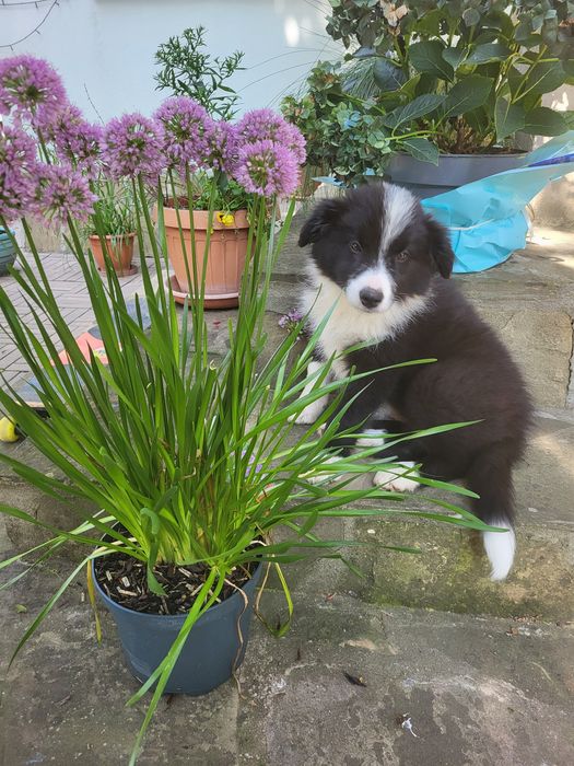 Pui Border Collie cu pedigree FCI