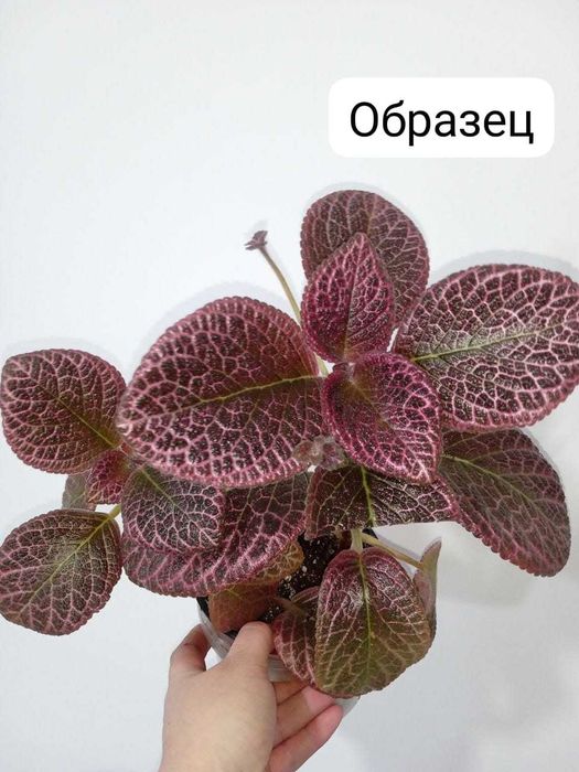 Продажа эписция...