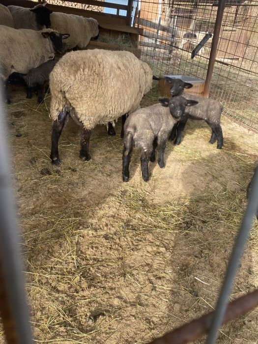 Berbec sulfok de vanzare.