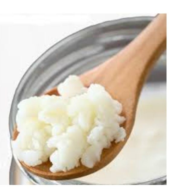 Ciuperca chefir, bacterie probiotica kefir.